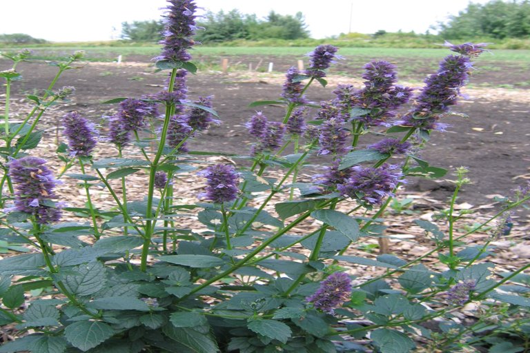 How Local Volunteers Are Protecting Alberta’s Native Plants